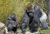 gorillas