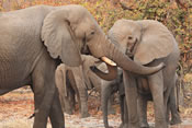 elephants