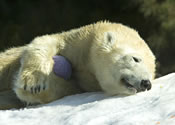 polar bear