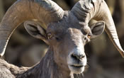bighorn sheep