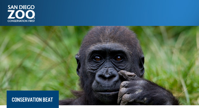 San Diego Zoo: Conservation First. Conservation Beat