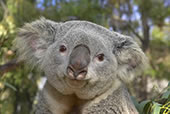 koala