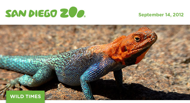 San Diego Zoo Wild Times, September 14, 2012