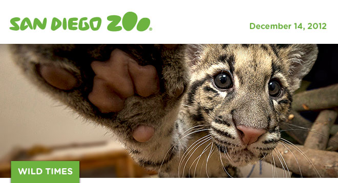San Diego Zoo Wild Times, December 14, 2012