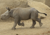 Baby Rhino