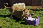 Lion