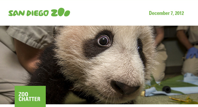 San Diego Zoo: Zoo Chatter: November 16, 2012.