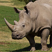 Father’s Day Brunch at the Park

On Dad’s big day, celebrate the king of your pride with a Father’s Day Buffet at the Safari Park. On Sunday, June 16, Hunte Nairobi Pavilion will feature continuous seating from 11 a.m. to 1:30 p.m., along with music by a live jazz band and a no-host bar. Dads get one complimentary drink ticket with their meal. Enjoy a relaxing day at the Park with your big guy!

Details and Menu 
Buy Now Online 


