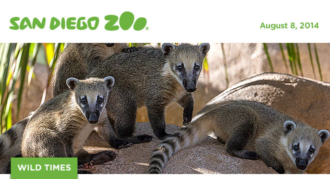San Diego Zoo Wild Times, August 2014