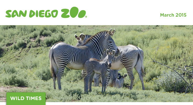 San Diego Zoo Wild Times, February 2015