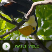 A young toucan hatchlings looks at you upside down. Watch Video.