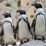 Close up of the head of an African penguin