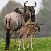 A white-lipped gnu with her calf.