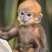 langur baby