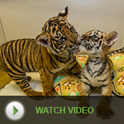Two baby tigers playing. Play Video.