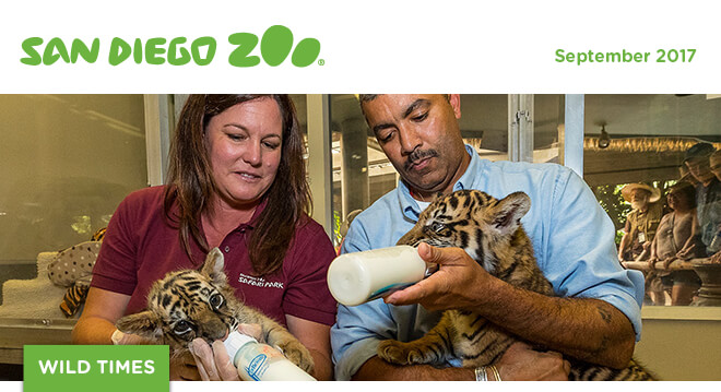 San Diego Zoo Wild Times, September 2017. Two keepers bottle feeding two baby tigers.