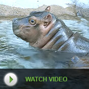 Baby hippo at the Zoo. Play Video.