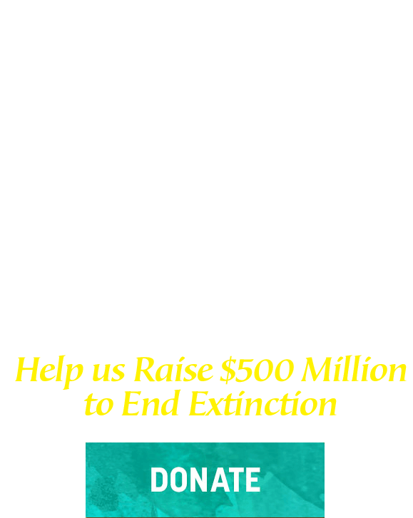 San Diego Zoo Kids. Help Healing Begin. Donate Today